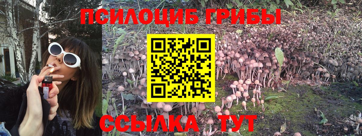Медногорск  Галлюциногенные грибы Psilocybine cubensis  Псилоцибиновые грибы Psilocybe  Вход с VPN 